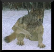 Werewolf 6