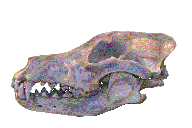Wolf skull
