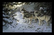 Wolf 16