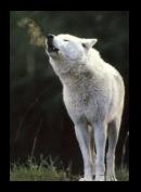 heulender wolf