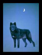 Wolf 19