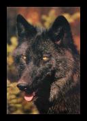 Wolf 21