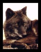 Wolf 28