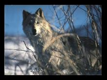 Wolf 31
