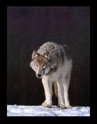 Wolf 33