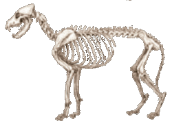 Wolf skeleton