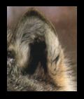 wolf ear
