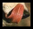 wolf tongue